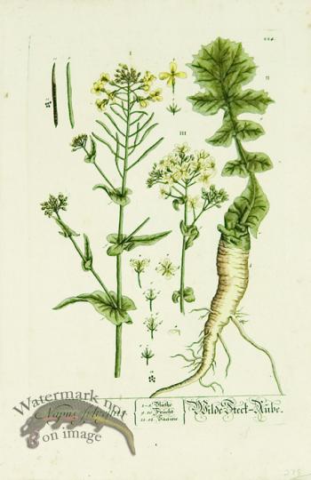 Blackwell German 198